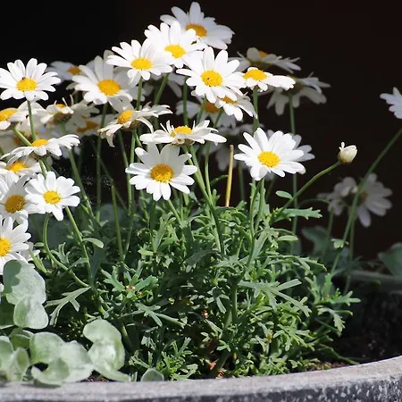 Daire Apartma & Rafting *